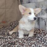 Atas-male-welsh-corgi-pembroke-puppy-for-sale-1 (3)