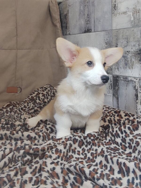 Atas Welsh Corgi