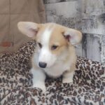 Atas-male-welsh-corgi-pembroke-puppy-for-sale-1 (4)