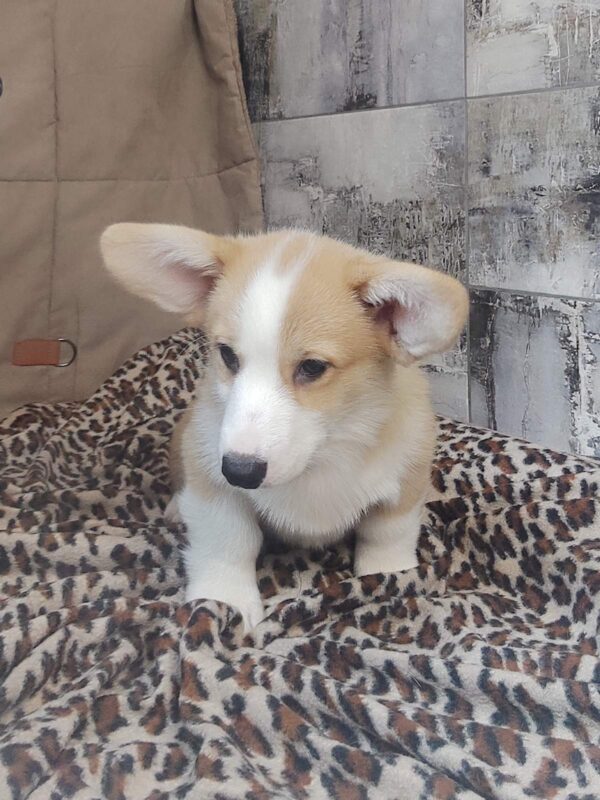 Atas Welsh Corgi