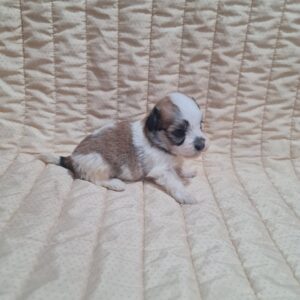 Athos Havanese