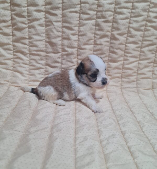 Athos Havanese