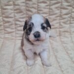 Athos-male-havanese-puppy-for-sale-1 (2)