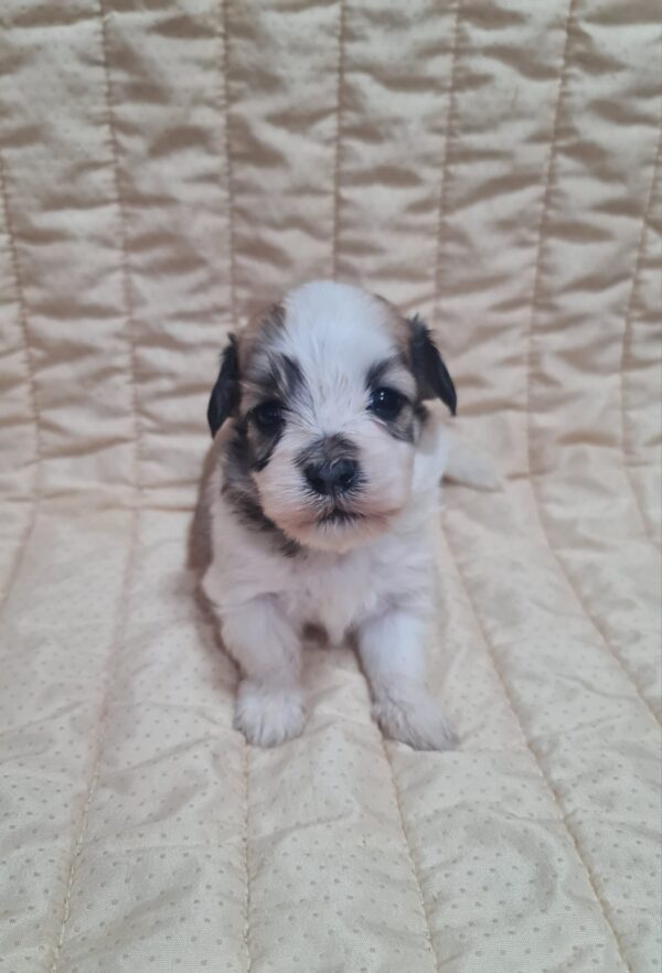 Athos Havanese