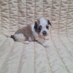 Athos-male-havanese-puppy-for-sale-1 (3)
