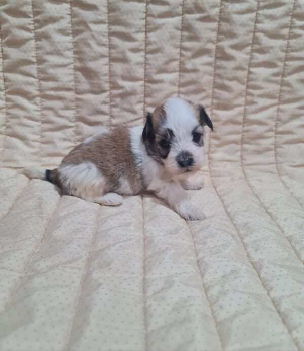 Athos Havanese