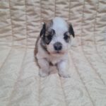 Abi Havanese