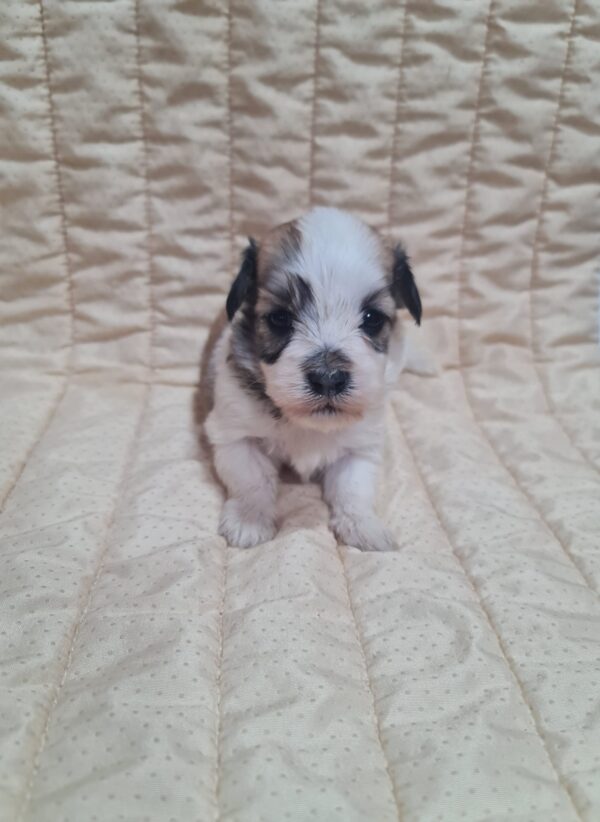 Athos Havanese