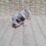 Ava-female-havanese-puppy-for-sale-1 (2)