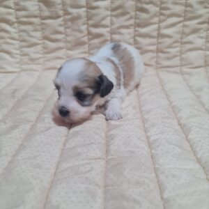 Ava Havanese
