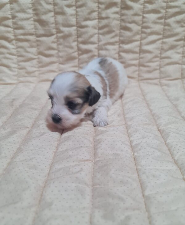 Ava Havanese