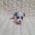 Ava-female-havanese-puppy-for-sale-1 (3)