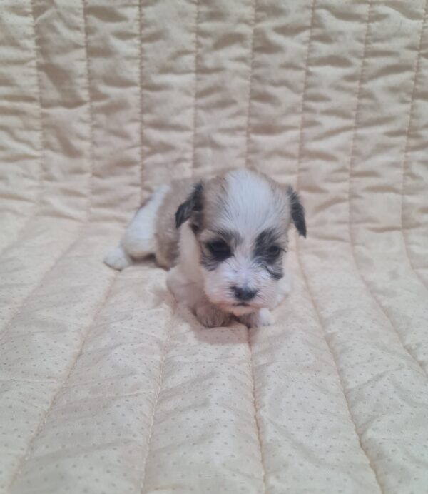 Ava Havanese