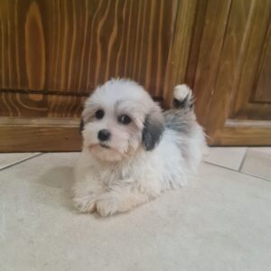 Ava Havanese