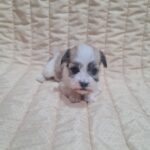 Abi Havanese