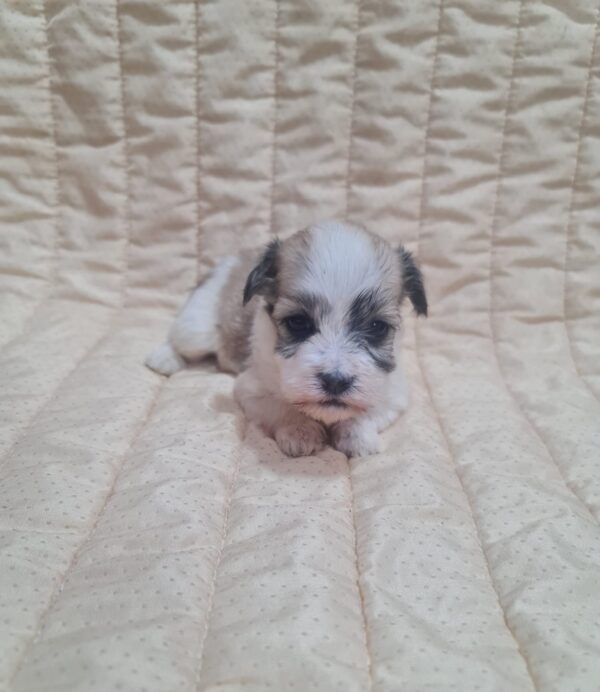 Ava Havanese