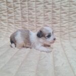 Ava-female-havanese-puppy-for-sale-1 (5)