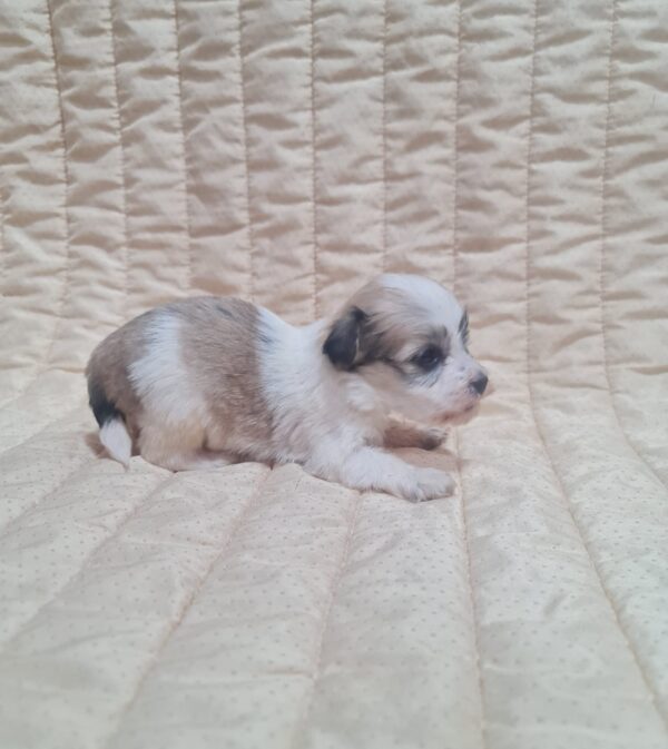 Ava Havanese