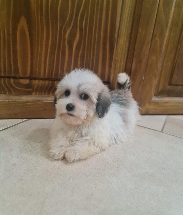 Ava Havanese
