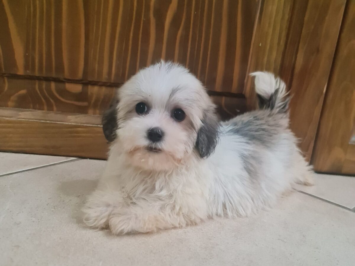 Havanese Puppy Havanese French Bulldog Mix Havanese Dogs And