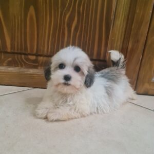 Ava Havanese