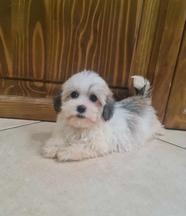 Ava Havanese