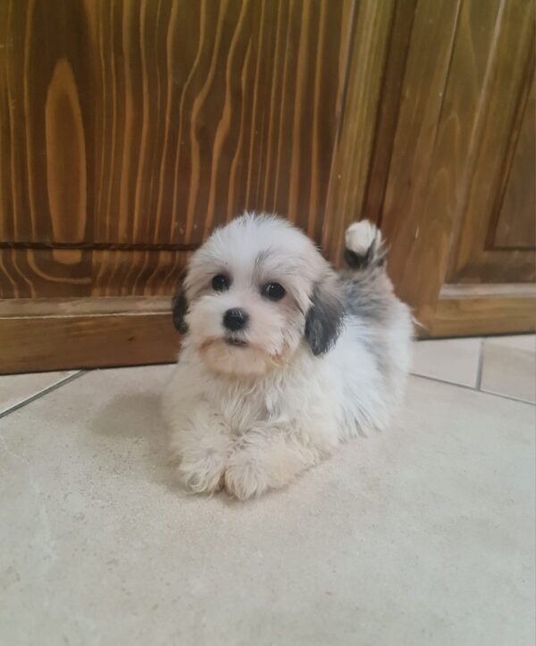 Ava Havanese