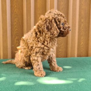 Badi Cavapoo