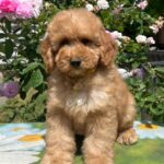 Milo Goldendoodle