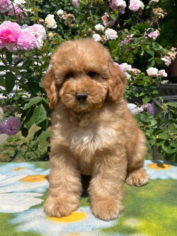 Basalt Goldendoodle