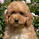 Basalt-male-goldendoodle-puppy-for-sale-1 (2)