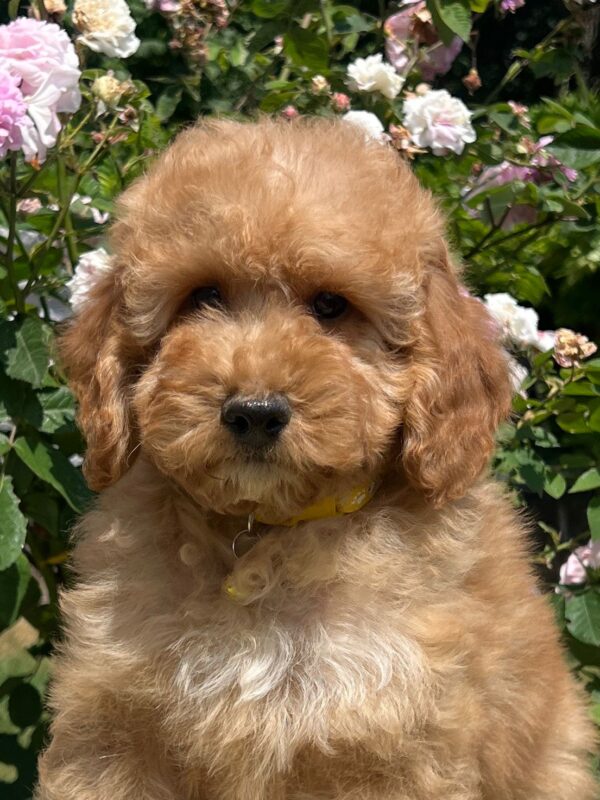 Basalt Goldendoodle