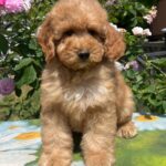 Basalt-male-goldendoodle-puppy-for-sale-1 (3)