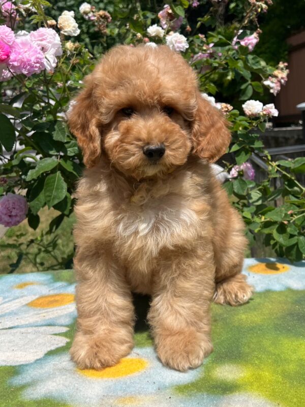 Basalt Goldendoodle