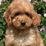 Basalt-male-goldendoodle-puppy-for-sale-1 (4)