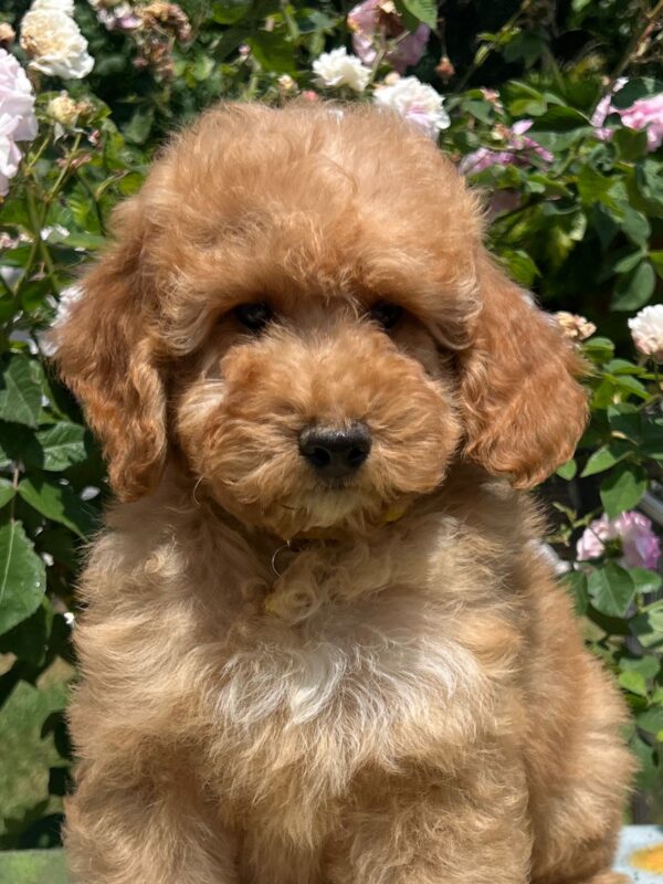 Basalt Goldendoodle