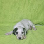 Oliver Saluki Persian Hound