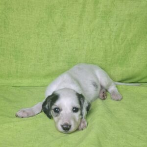 Bella Saluki Persian Hound