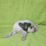 Bella-female-saluki-persian-hound-pupppy-for-sale- (2)