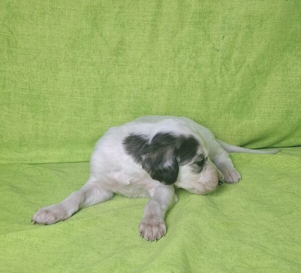 Bella Saluki Persian Hound