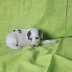 Bella-female-saluki-persian-hound-pupppy-for-sale- (3)