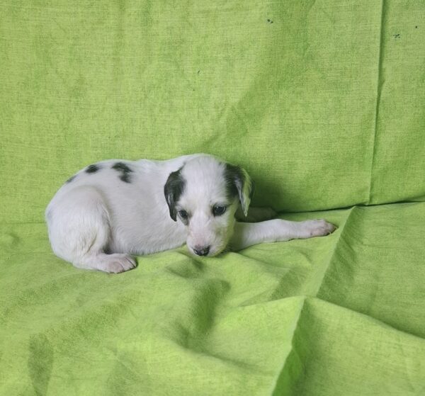 Bella Saluki Persian Hound