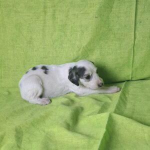 Bella Saluki Persian Hound