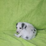 Bella-female-saluki-persian-hound-pupppy-for-sale- (5)
