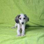Bella-female-saluki-puppy-for-sale- (1)