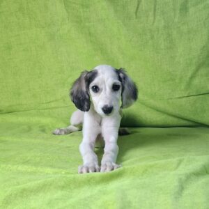 Bella Saluki Persian Hound