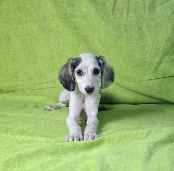 Bella Saluki Persian Hound