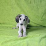 Bella-female-saluki-puppy-for-sale- (2)