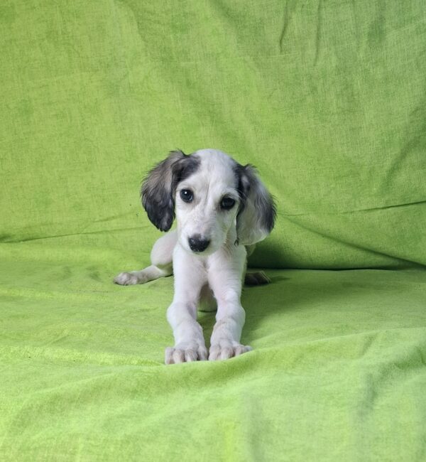 Bella Saluki Persian Hound