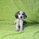 Oliver Saluki Persian Hound